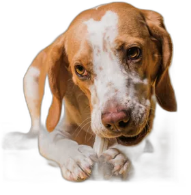 Cão feliz da Uau Street
