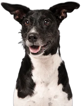 Cão feliz da Uau Street
