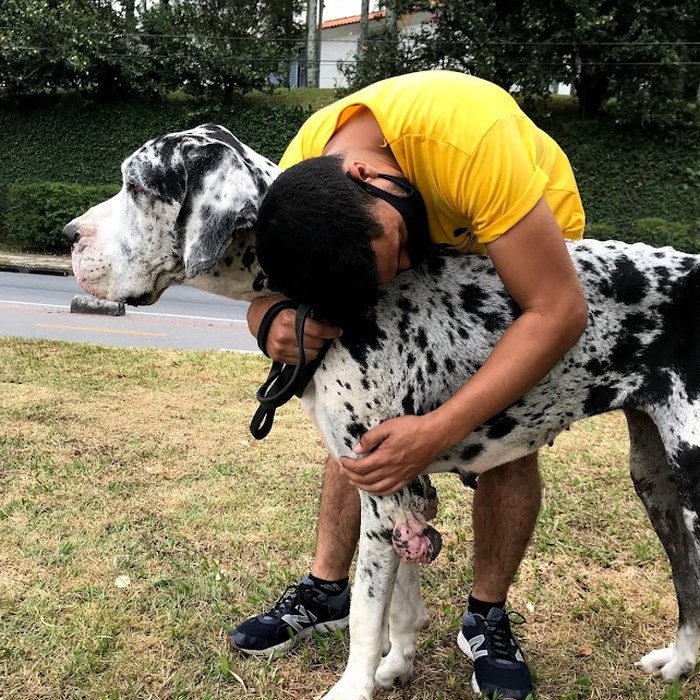 Cuidado de perto com os pets